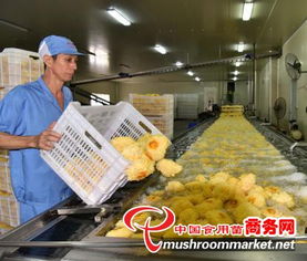 科技賦能產業升級，尤溪縣食用菌工廠化規?；l展駛入快車道